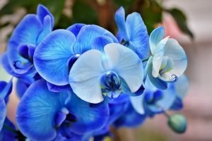 orquídea mariposa