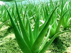 aloe-vera