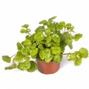 planta-del-dinero