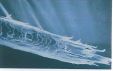TRICOCLASIA