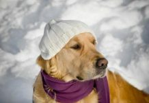 ¿Cómo podemos combatir el frío en nuestras queridas mascotas? frio en las mascotas