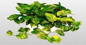 plantas que no se mueren