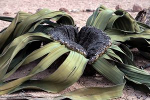csm_welwitschia-mirabilis-0880_4dcd67be63