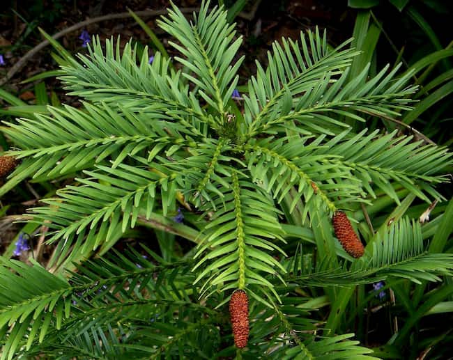 plantas prehistoricas