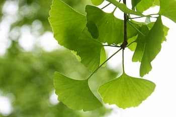 ginkgo-biloba
