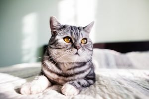 animal gato