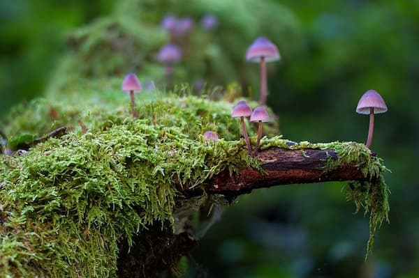 jardin de musgo