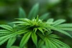 CBD ventajas y desventajas CBD ventajas y desventajas