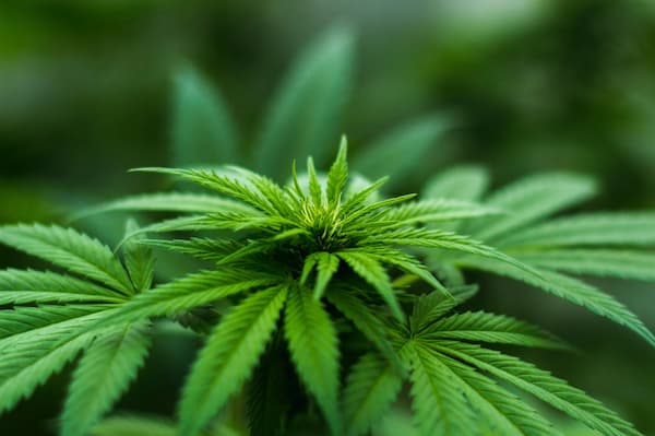 Cannabis medicinal: lo que no sabes cannabis medicinal