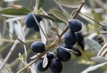 Tipos de aceites de oliva, usos en la cocina y propiedades