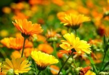 propiedades de la calendula