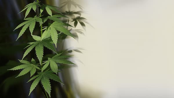 cultivo medicinal cultivo medicinal