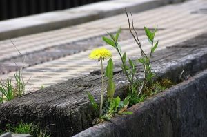potenciar la resiliencia