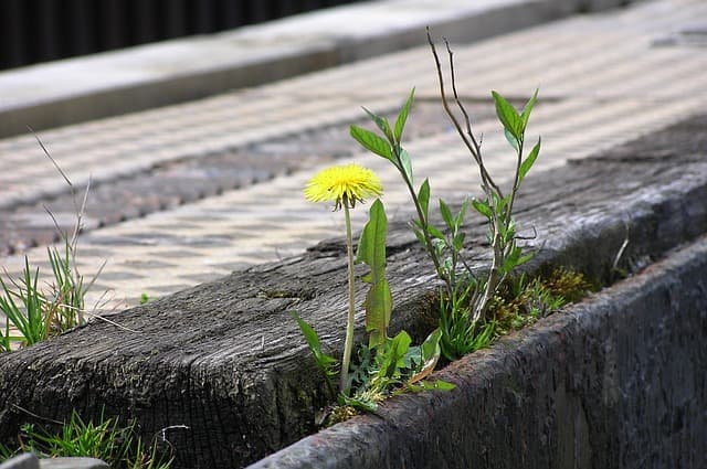 potenciar la resiliencia