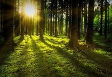¿Qué analizar y cómo elegir la compañía eléctrica más barata y totalmente verde? tarifas de luz