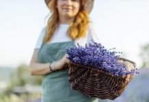 ¿Más que una fragancia? Beneficios del aceite esencial de lavanda lavanda