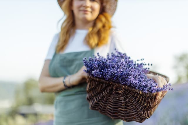 lavanda